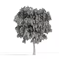 The Modern Tree 3d model