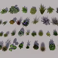 Various Ground Cover Plant Varieties for Garden Landscaping and Outdoor Design