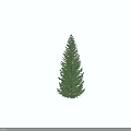 Single Tall Arbor Tree With Upright Trunk And Dense Foliage On Gray Background