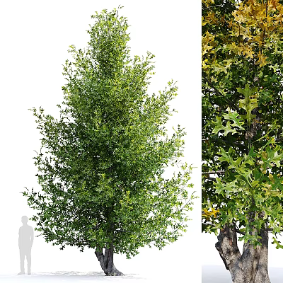 Lush Green Trees With Dense Foliage For Natural Outdoor Landscape View 3d model