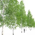 Tall Slender Birch Trees With White Trunks And Fresh Green Leaves