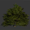 Tall Slender Potted Plant With Large Leaves And Short Bushy Plant With Dense Foliage