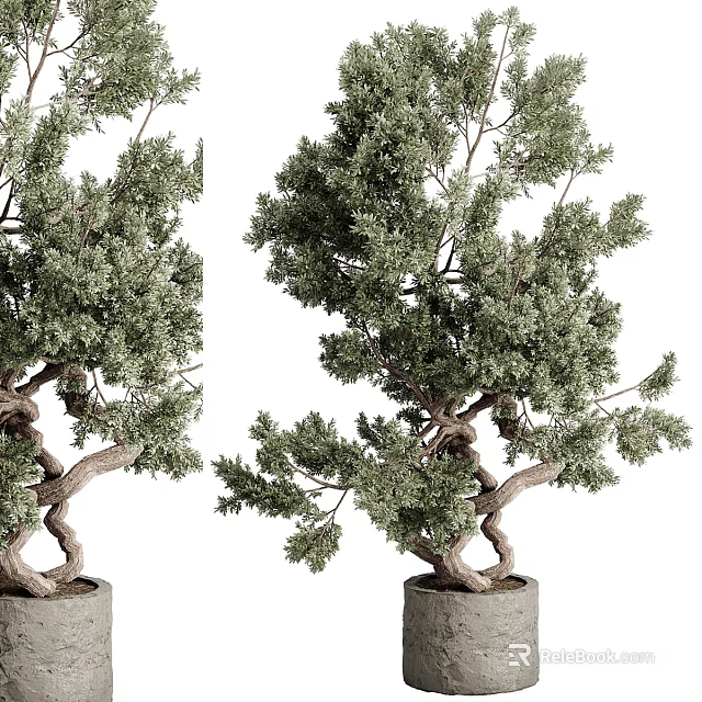 Two Bonsai Trees With Twisted Trunks And Green Foliage In Gray Flower Pots 3d model 