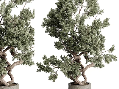 Two Bonsai Trees With Twisted Trunks And Green Foliage In Gray Flower Pots 3d model