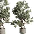 Two Bonsai Trees With Twisted Trunks And Green Foliage In Gray Flower Pots