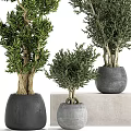 Bonsai Potted Plants With Various Sizes Green Foliage And Gray Pots Displayed On Stands