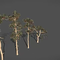 Different Shaped Trees with Slender Trunks and Branched Branches and Green Foliage Against Gray Background