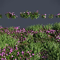 Naturally Growing Flowers and Plants With Purple Blooms Green Leaves and Various Forms