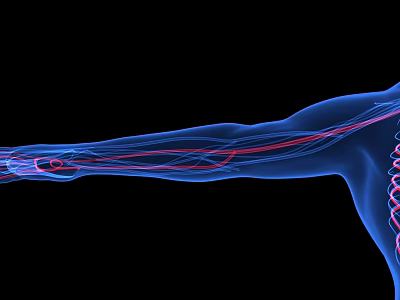 modern thoracic human body 3d model