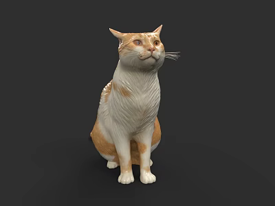 Orange And White Cat Sitting On Black Background With Soft Fur Details 3d model