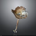 Fresh Edible Mushroom With Unique Cap Shape And Natural Textured Stem