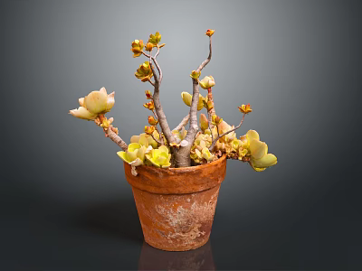 Succulent Plant in Terracotta Pot with Branches Bearing Yellowish Leaves on Dark Background 3d model