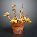 Succulent Plant in Terracotta Pot with Branches Bearing Yellowish Leaves on Dark Background