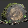 Lush Moss And Small Plants Growing On Tree Stump With Colorful Leaves