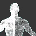 Human Muscle Organ System 3D Anatomical Model With Half Muscular Structure And Normal Body View