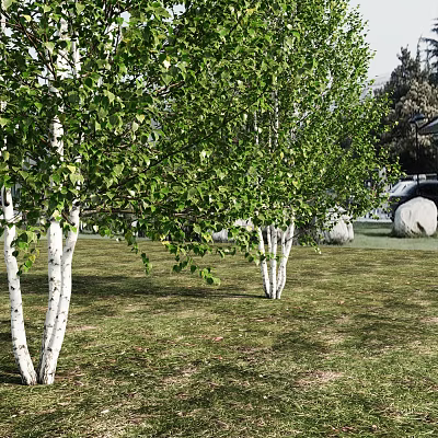 Birch Trees With White Trunks And Green Leaves Growing In Lawn With Large Stones 3d model