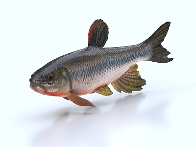 Carp, river fish, crucian carp, grass carp 3d model