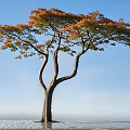 Arbor With Orange And Green Leaves And Forked Trunk Under Blue Sky On Stone Pavement