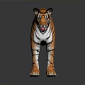 Orange Black Striped Tiger Standing with Open Mouth on Dark Gray Background with Reflection