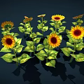 Beautiful Vibrant Yellow Sunflowers With Green Leaves In Full Bloom