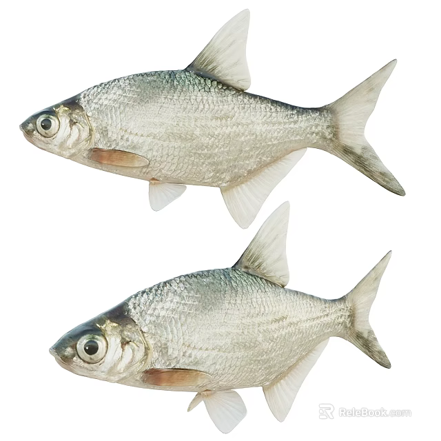 Two Fresh Silver Fish With Shiny Scales Swimming In Clear Water Together 3d model 
