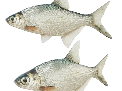 Two Fresh Silver Fish With Shiny Scales Swimming In Clear Water Together 3d model