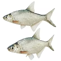 Two Fresh Silver Fish With Shiny Scales Swimming In Clear Water Together