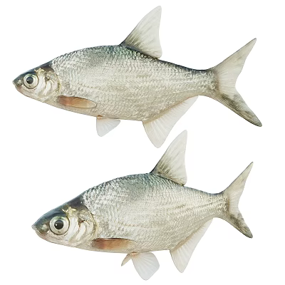 Two Fresh Silver Fish With Shiny Scales Swimming In Clear Water Together 3d model