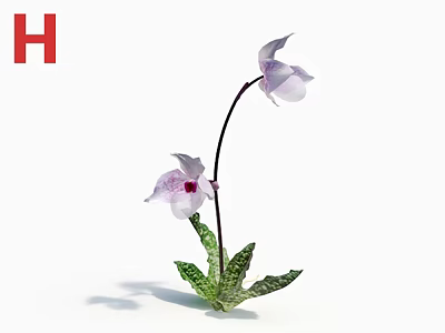 Beautiful Orchid Plant With White Pink Spotted Petals And Green Striped Leaves 3d model