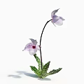 Beautiful Orchid Plant With White Pink Spotted Petals And Green Striped Leaves