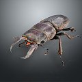 Modern beetle dung beetle beetle chafer 3d model