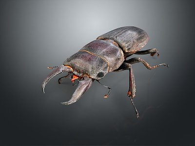 Modern beetle dung beetle chafer 3d model