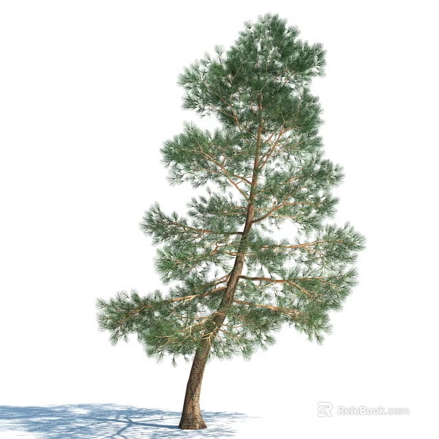 Tall Green Pine Tree With Dense Needles And Straight Brown Trunk 3d model