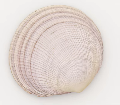 sea shell 3d model sea shell 3d model