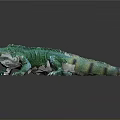 Green Lizard With Scaly Skin And Spiny Back On Dark Background