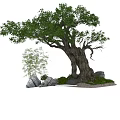 Ancient Tree with Thick Trunk Lush Green Leaves Bamboo Rocks Small Plants and Gravel