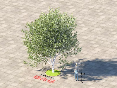 Silver Maple Tree with 4 Meters Height on Paved Ground and Human Figure 3d model