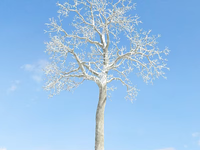 Bare Branch Tree Covered in White Frost Against Clear Blue Sky and White Clouds 3d model