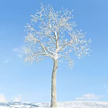 Bare Branch Tree Covered in White Frost Against Clear Blue Sky and White Clouds