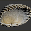 Modern shell seashell seafood seafood hard shell conch 3d model