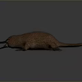 platypus red-tailed platypus leopard platypus daily necessities 3d model