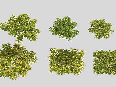 Various Flowering Bushes with Green Foliage and Yellow Blooms for Garden Landscaping 3d model