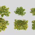 Various Flowering Bushes with Green Foliage and Yellow Blooms for Garden Landscaping