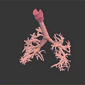 modern bronchus trachea 3d model