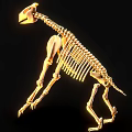 Light Colored Quadruped Mammal Skeleton On Black Background With Yellow Lighting Highlights