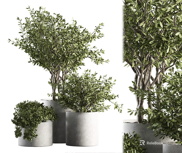 Modern Bonsai Potted Plants With Lush Green Leaves In Gray Planters Arrangement 3d model 