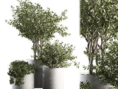 Modern Bonsai Potted Plants With Lush Green Leaves In Gray Planters Arrangement 3d model