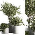 Modern Bonsai Potted Plants With Lush Green Leaves In Gray Planters Arrangement