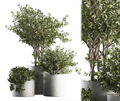Modern Bonsai Potted Plants With Lush Green Leaves In Gray Planters Arrangement 3d model