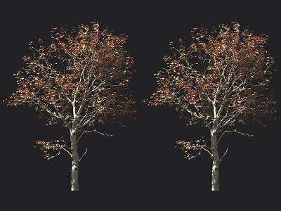 Two Arbor Trees with Red and Orange Autumn Leaves and White Trunks Against Black Background 3d model